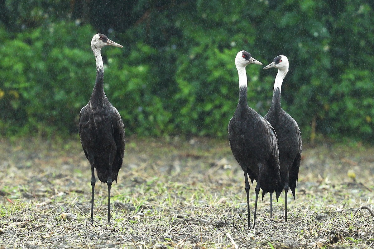 Grulla Monje - ML614387910