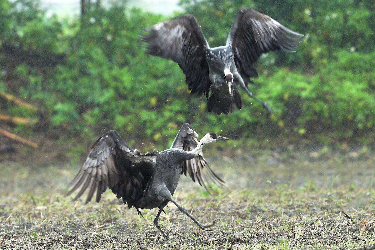 Hooded Crane - ML614387912