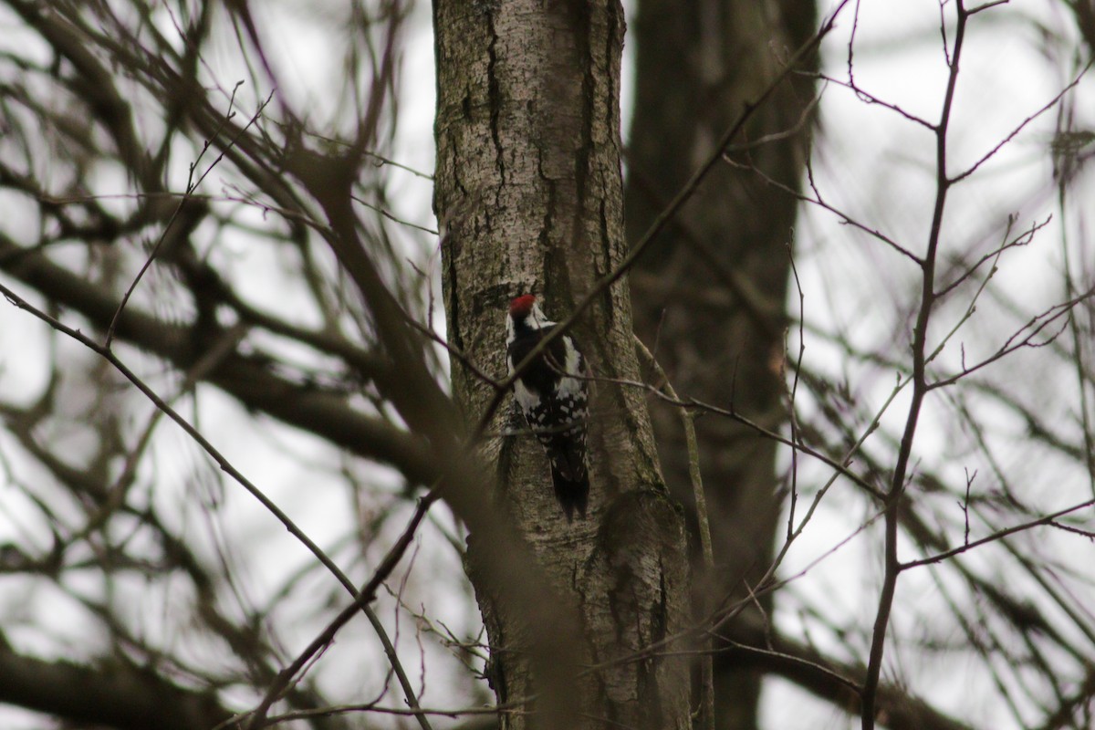 Middle Spotted Woodpecker - ML614387915