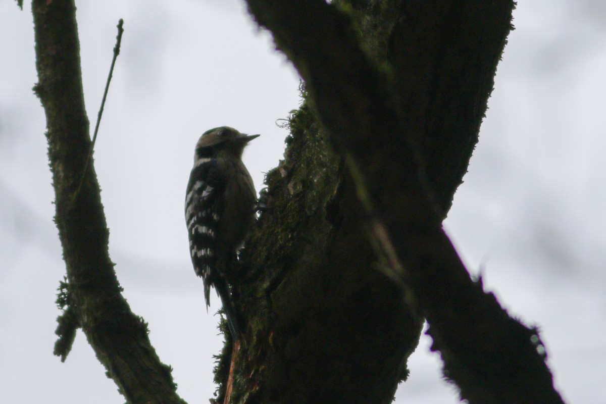 Lesser Spotted Woodpecker - Wojciech Siuda