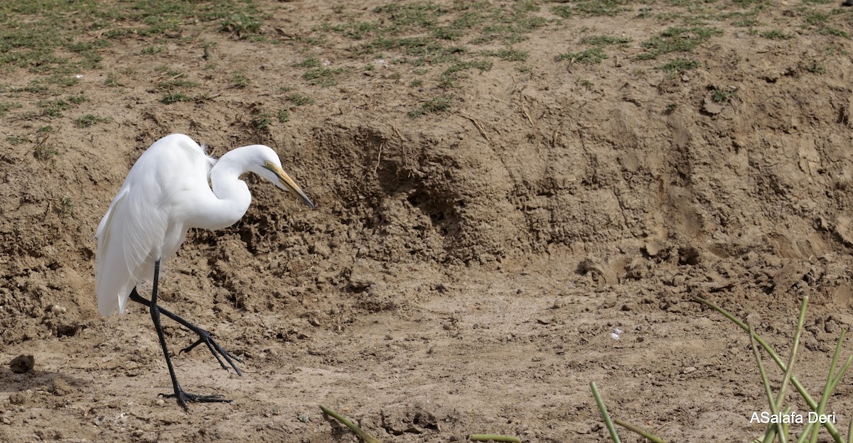 Great Egret (African) - Fanis Theofanopoulos (ASalafa Deri)