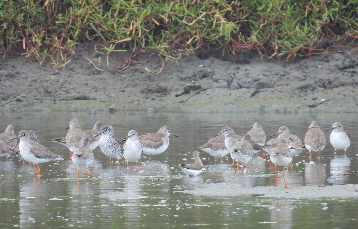 Common Redshank - ML614388055