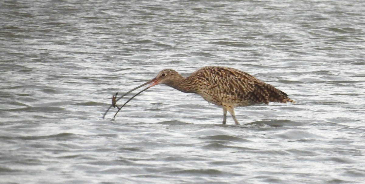 Zarapito Siberiano - ML614388085