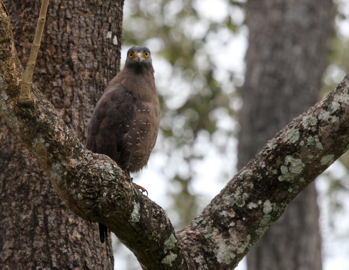 Crested Serpent-Eagle - ML614388140