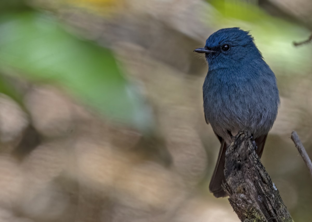 Nilgiri Flycatcher - ML614388145