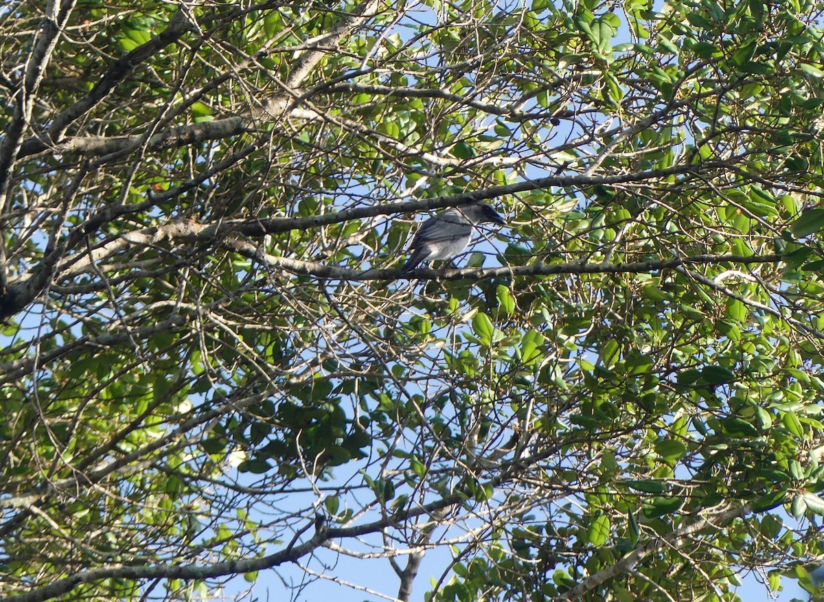 Large Cuckooshrike - Ann Kovich