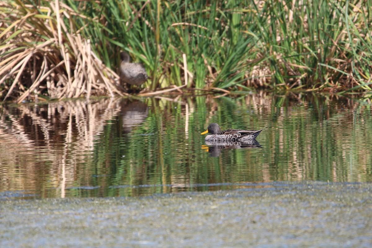 Yellow-billed Duck - ML614388203