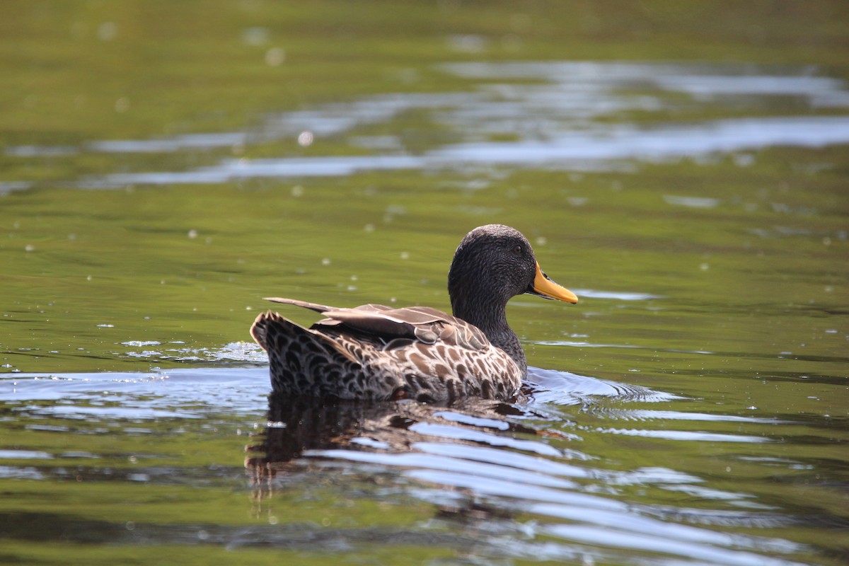 Yellow-billed Duck - ML614388220
