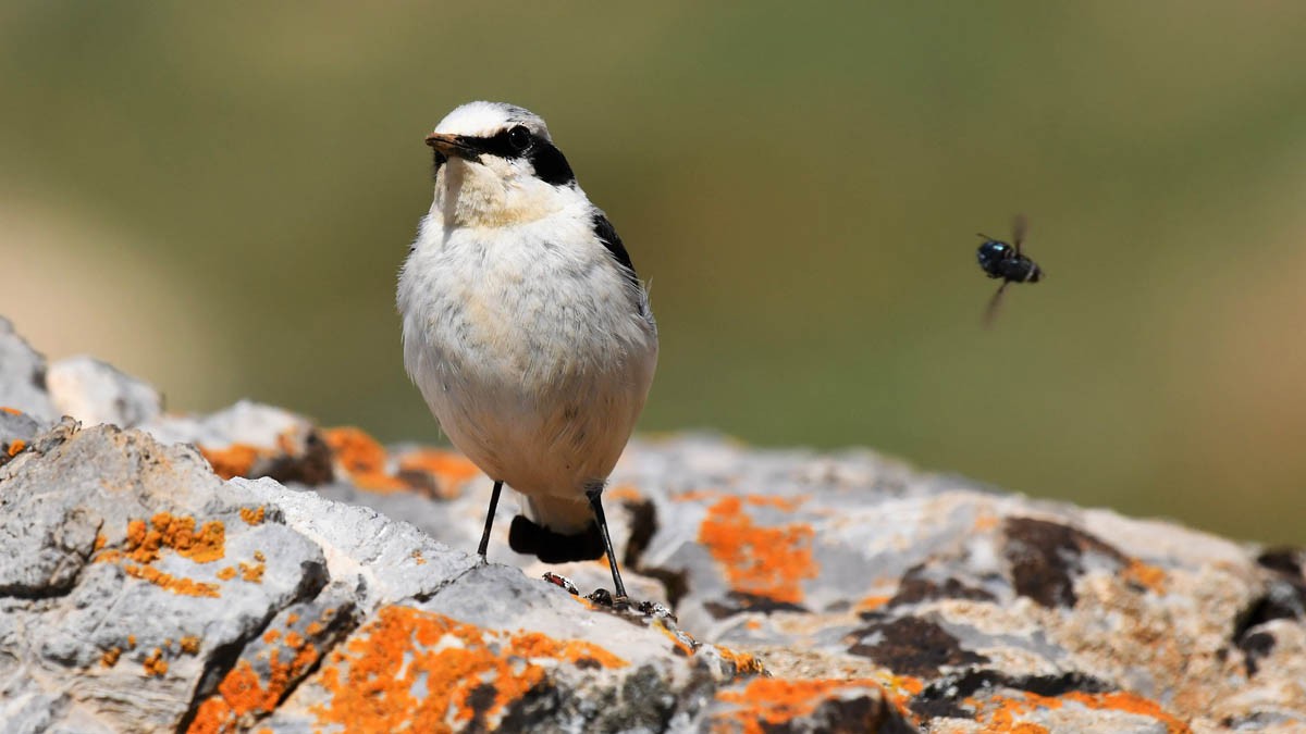 Northern Wheatear - ML614388229