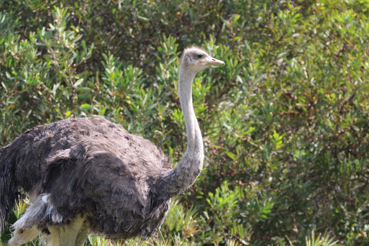 Common Ostrich - ML614388239