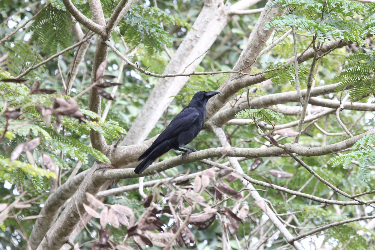 Large-billed Crow - ML614388240
