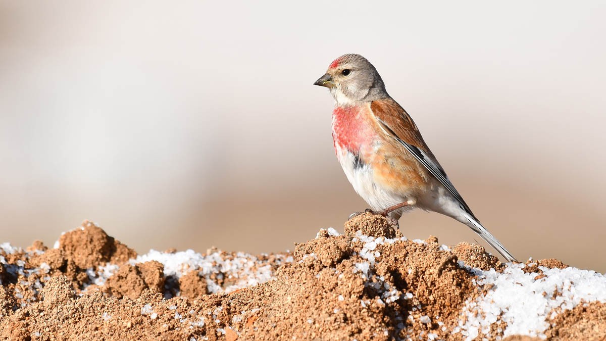 Eurasian Linnet - ML614388254