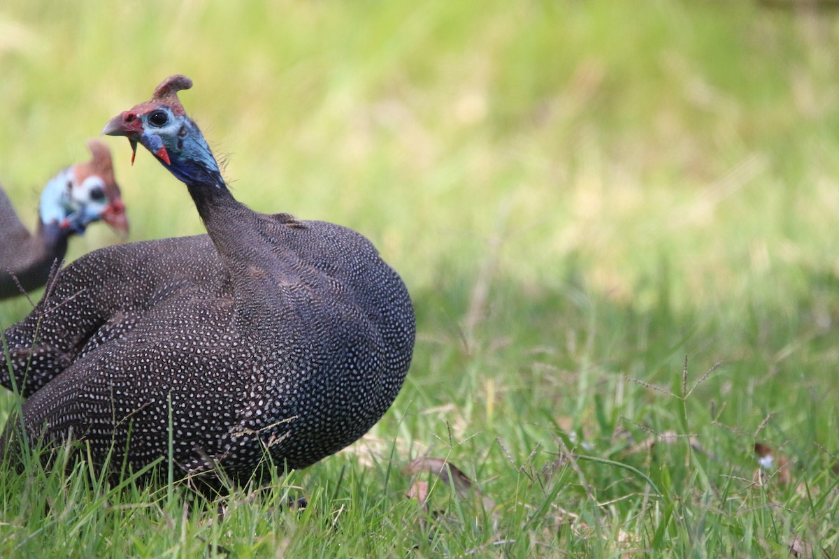 Helmeted Guineafowl - ML614388262