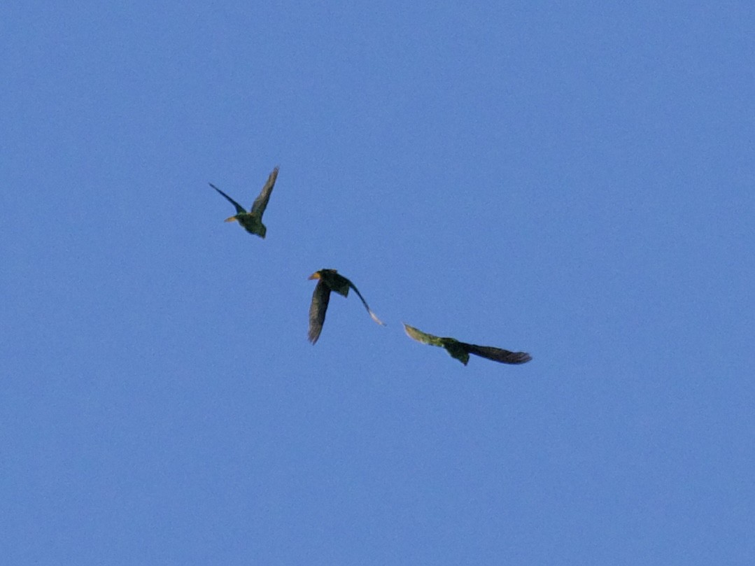 Golden-tailed Parrotlet - Yve Morrell