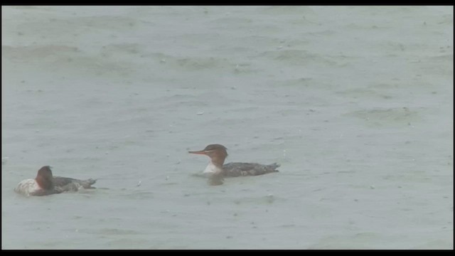 Red-breasted Merganser - ML614388320