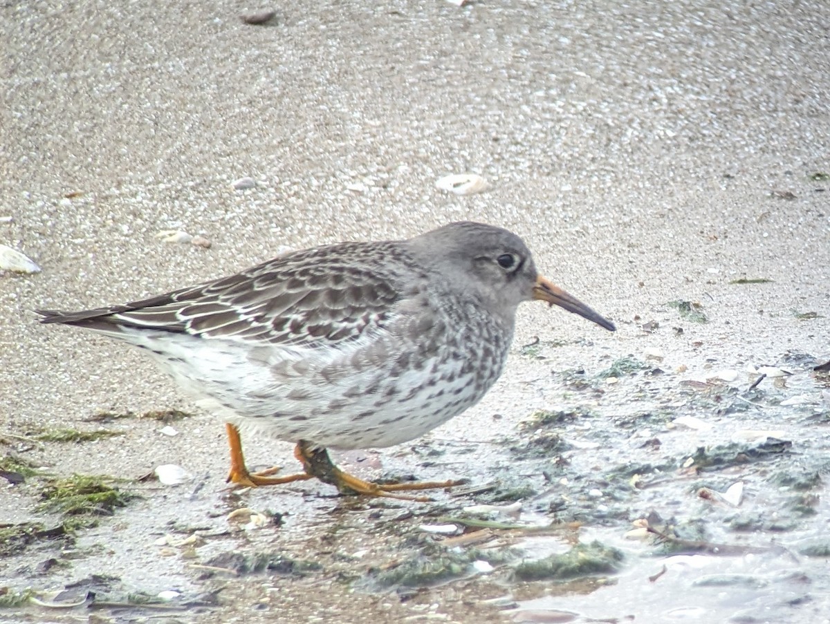 Piovanello violetto - ML614388329