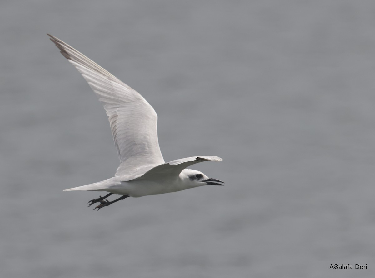 Gull-billed Tern - Fanis Theofanopoulos (ASalafa Deri)