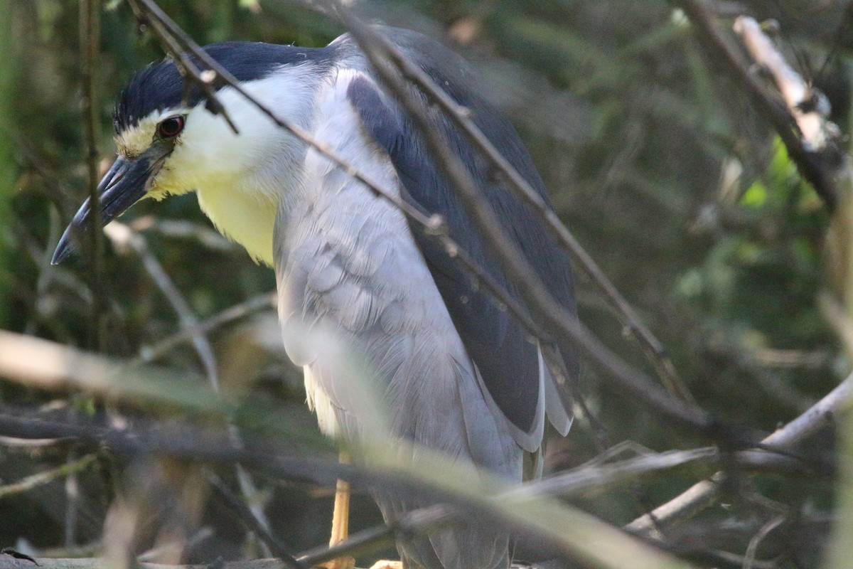 Ногоовор зашин - ML614388371