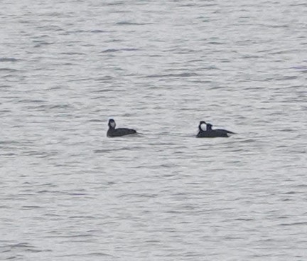 Surf Scoter - Steve Mayo