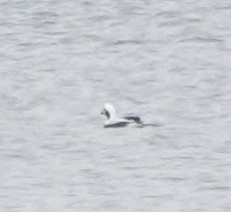 Long-tailed Duck - ML614388376