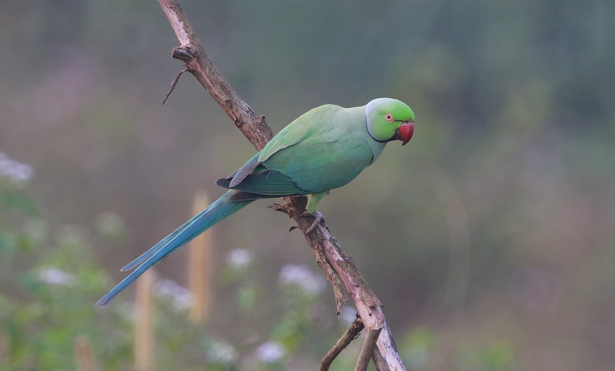 Rose-ringed Parakeet - ML614388383