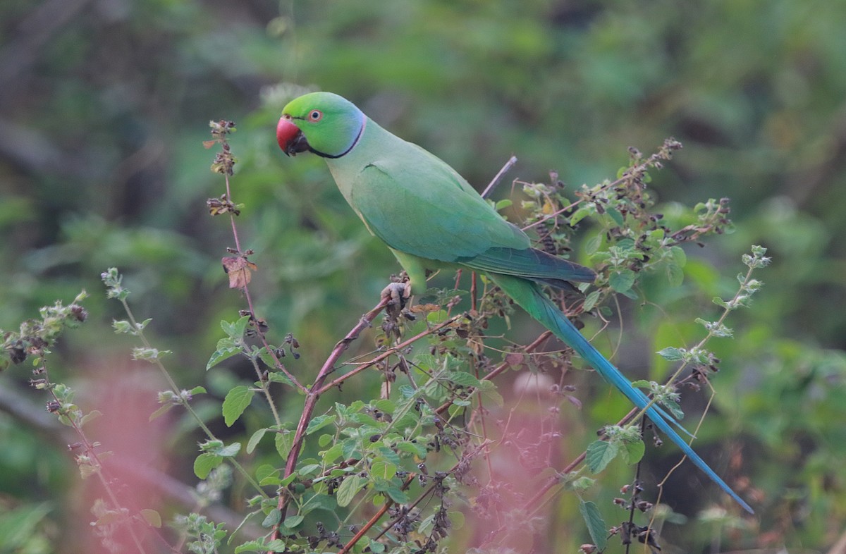 Rose-ringed Parakeet - ML614388384