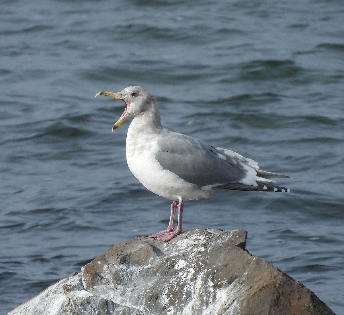 Glaucous-winged Gull - ML614388393