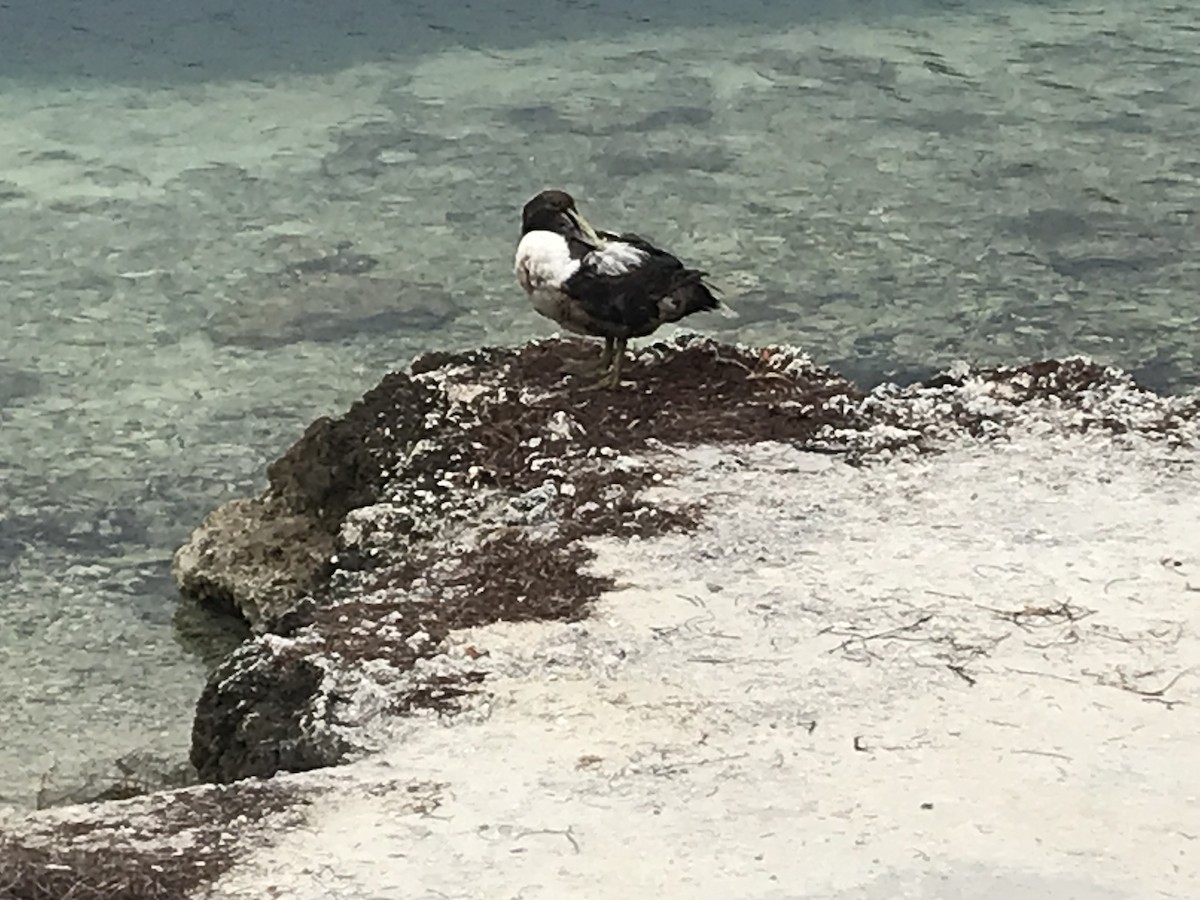 Common Eider - ML614388399