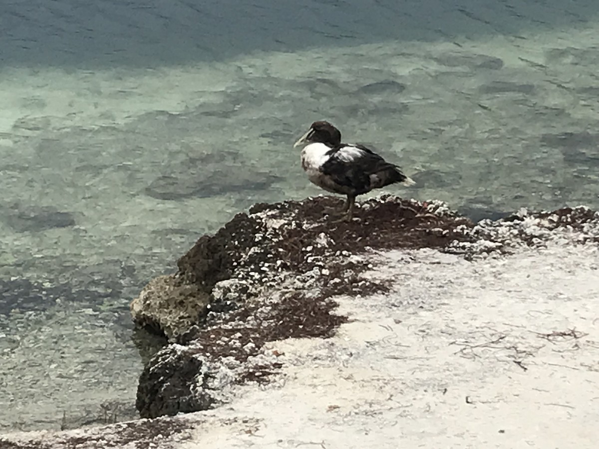 Common Eider - Miriam Dunne