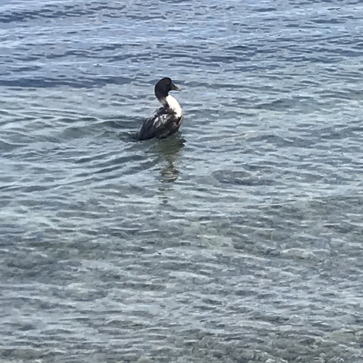 Common Eider - Miriam Dunne