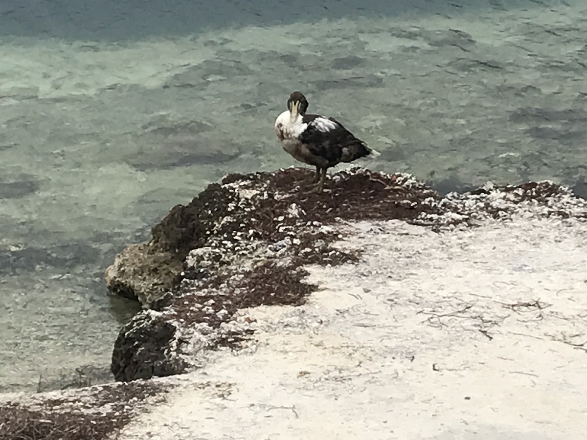 Common Eider - ML614388402