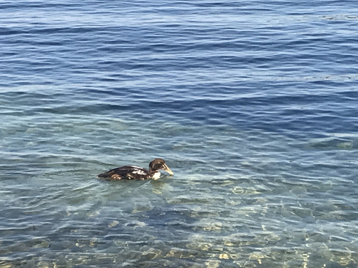 Common Eider - ML614388403