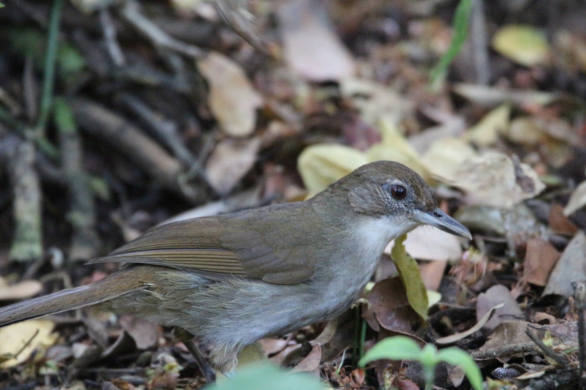 Terrestrial Brownbul - ML614388436