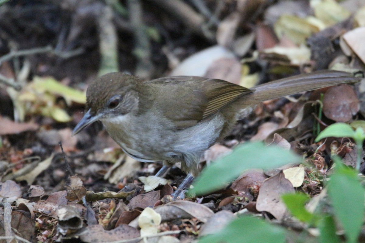 Terrestrial Brownbul - ML614388451