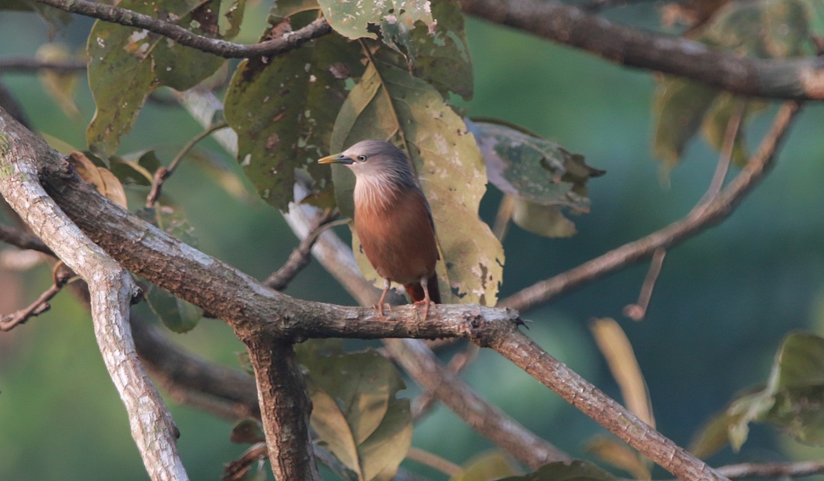 Chestnut-tailed Starling - ML614388458