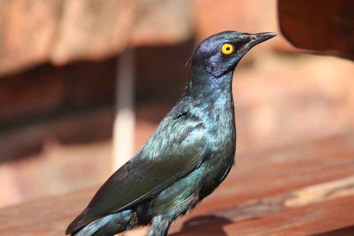 Cape Starling - ML614388488