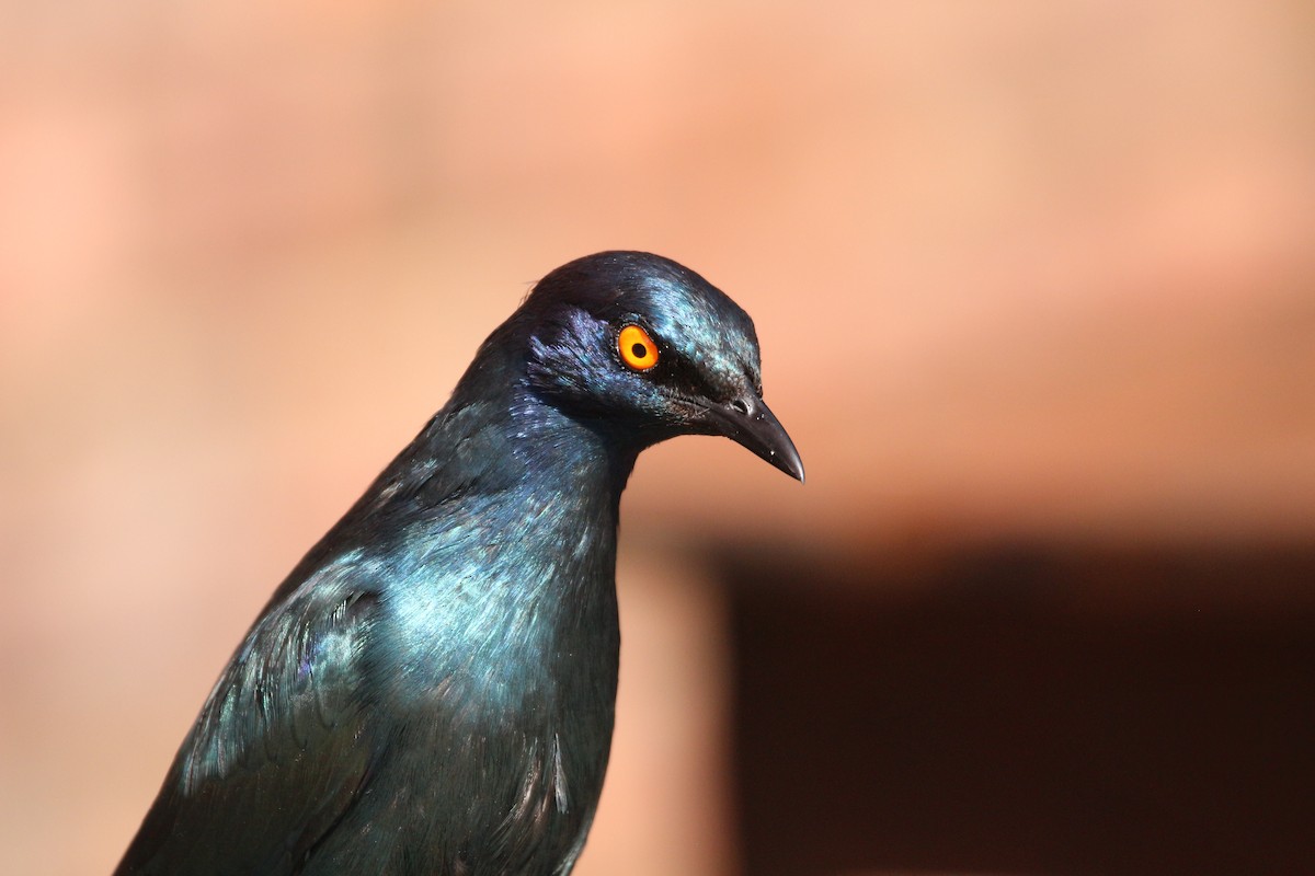 Cape Starling - ML614388503