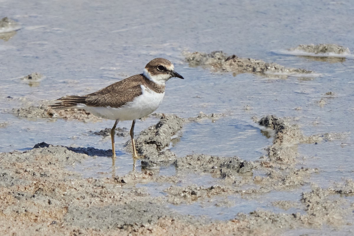 Little Ringed Plover - ML614388529