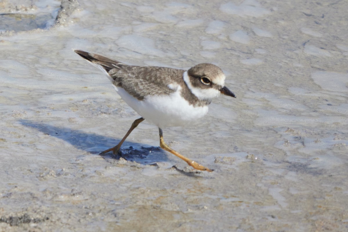 Little Ringed Plover - ML614388530