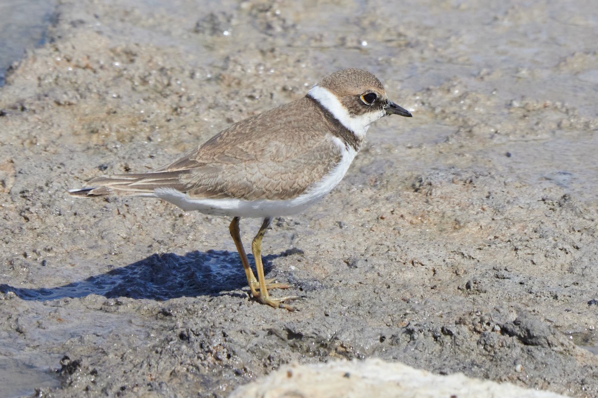 Little Ringed Plover - leon berthou