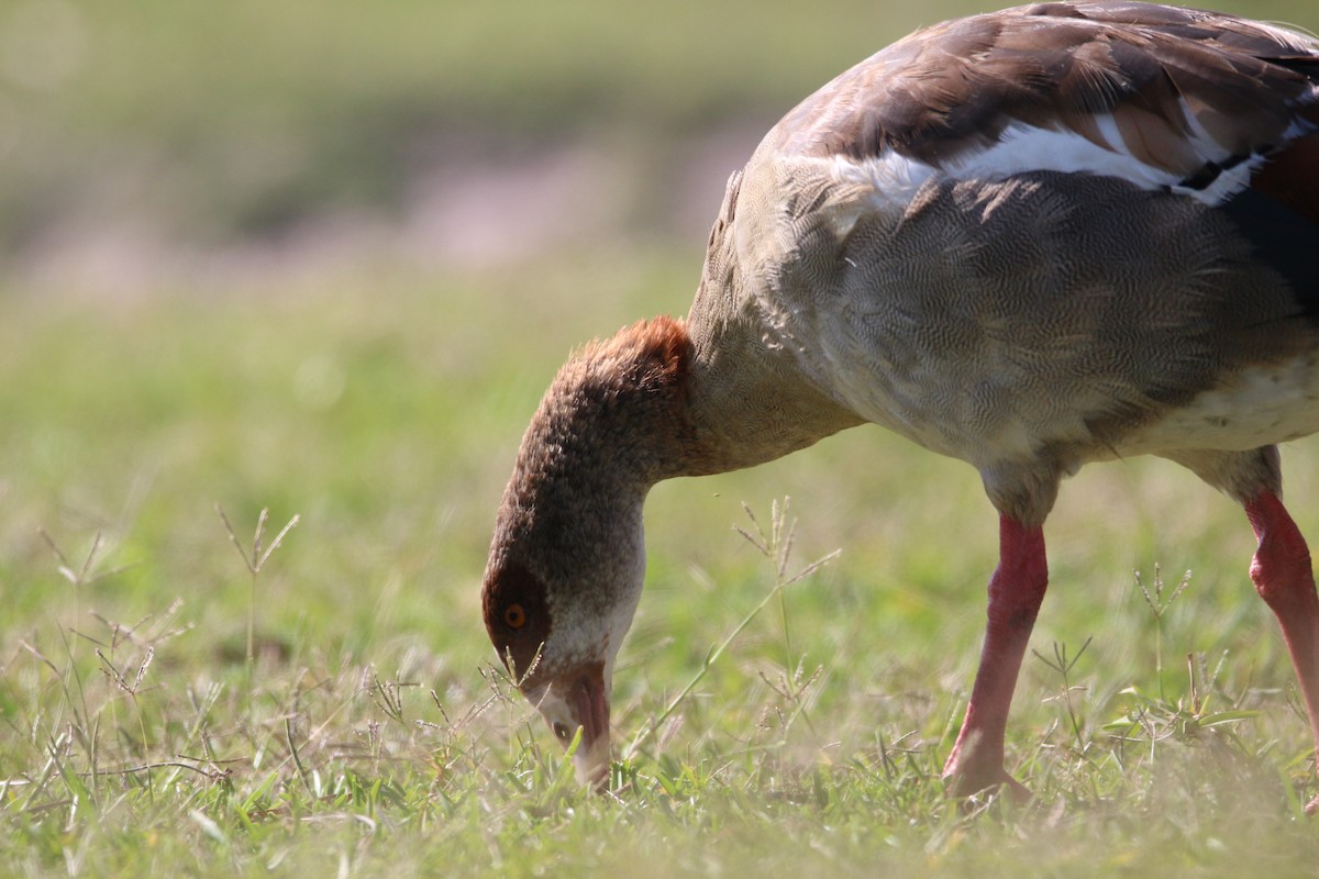 Egyptian Goose - ML614388633