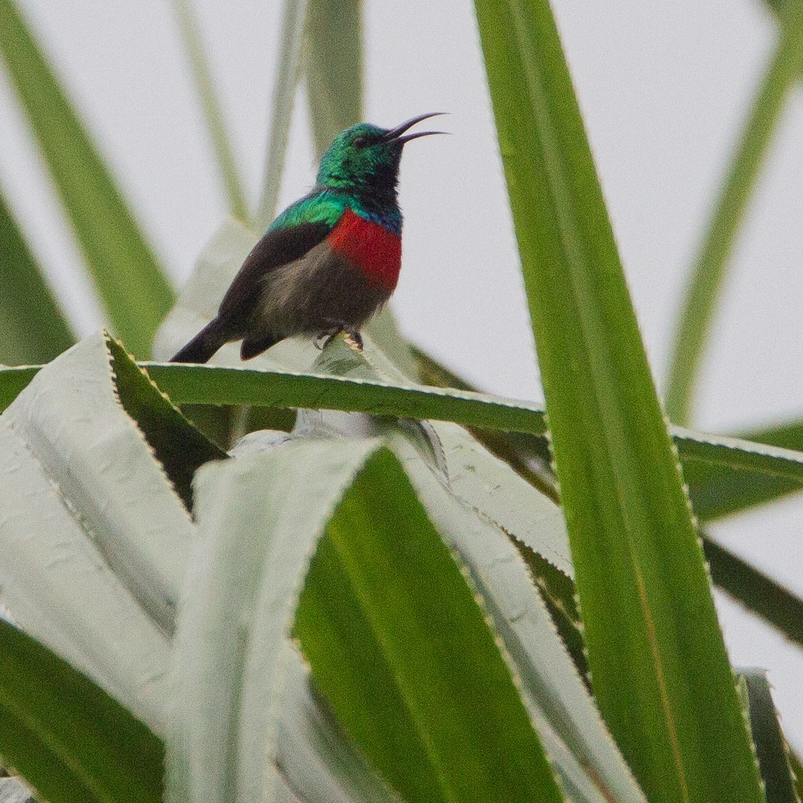 Olive-bellied Sunbird - ML614388635