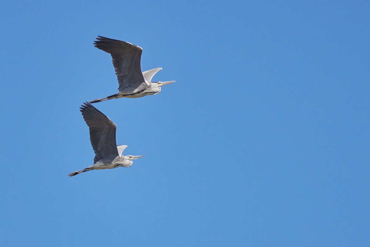 Gray Heron - ML614388656