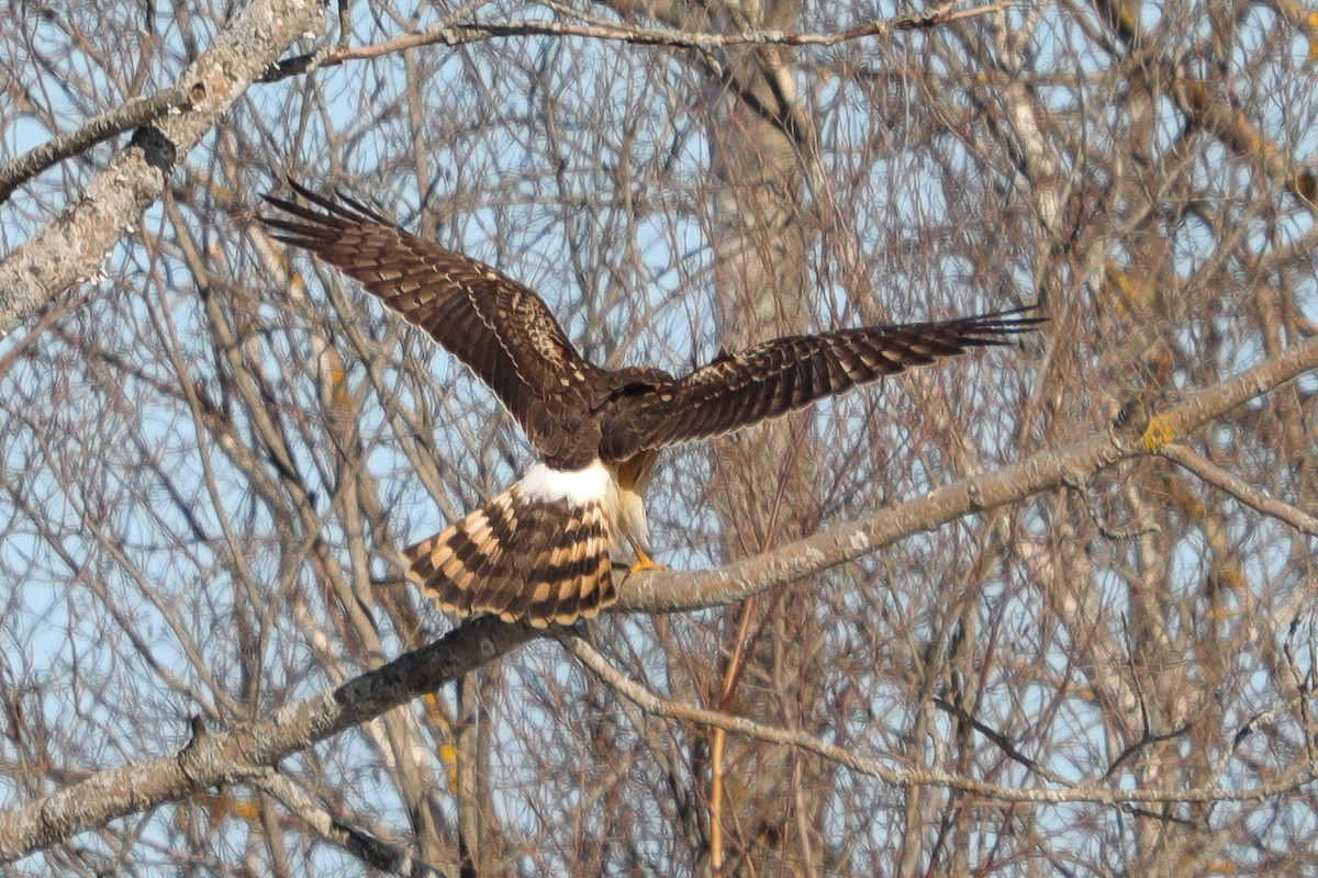 Northern Harrier - ML614388658