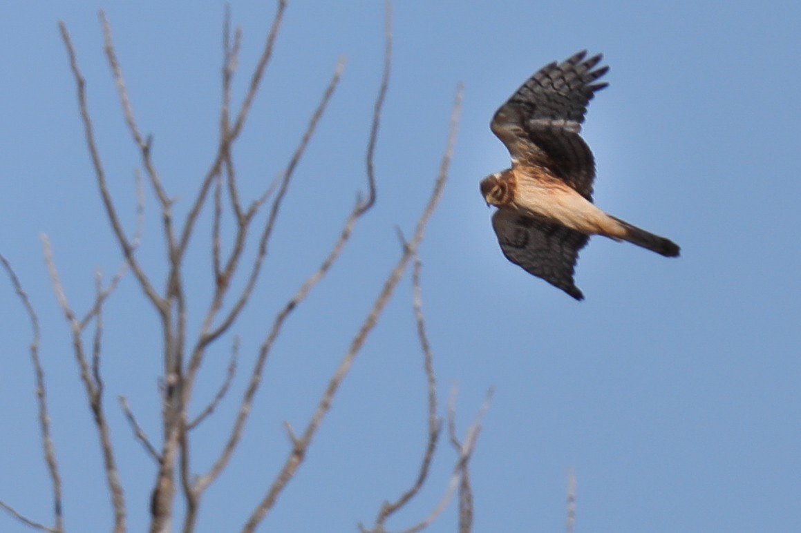 Northern Harrier - Marion Sprague