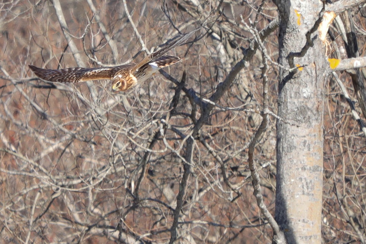 Northern Harrier - Marion Sprague