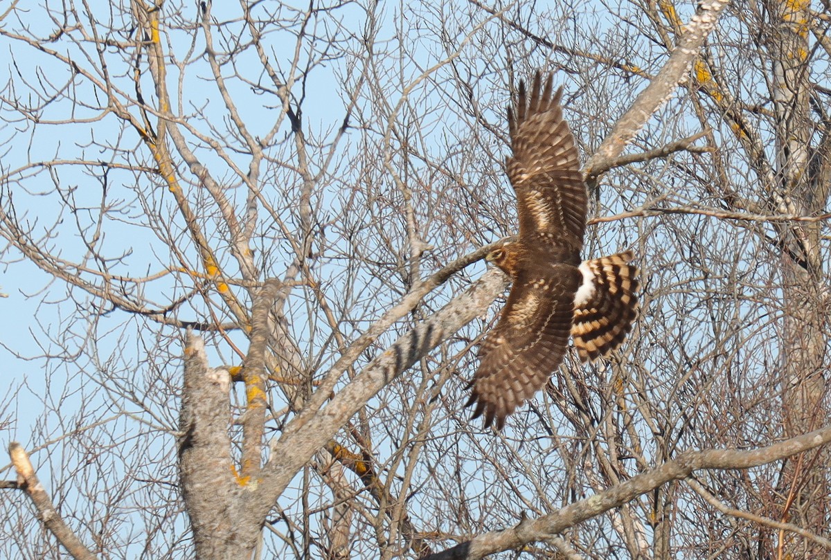 Northern Harrier - ML614388662