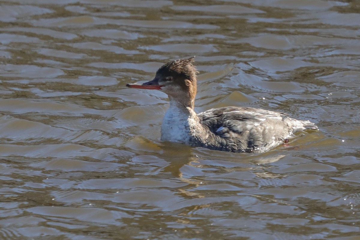 Red-breasted Merganser - ML614388682