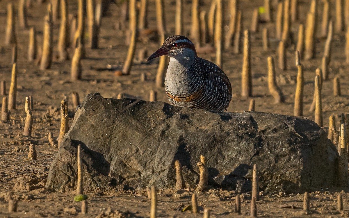 Buff-banded Rail - ML614388707