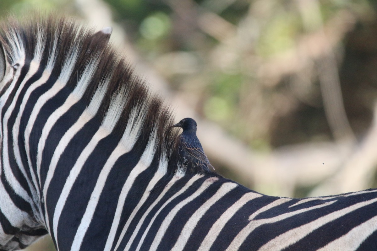 Хар тодол - ML614388713